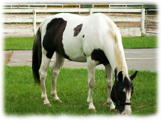 Horse land in Hernando Florida